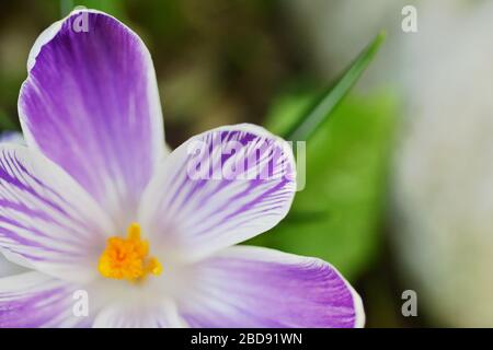 Pickwick Crocus Detail. Die Draufsicht zeigt die seltsamen violett-weiß gestreiften Kronblätter Stockfoto