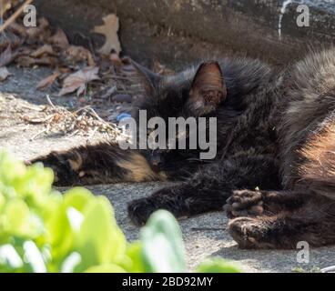 Schlafende Feral Katze an einem heißen Sommertag Stockfoto