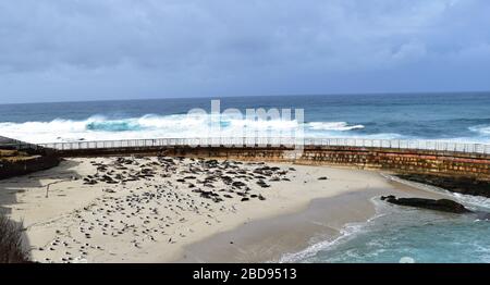 Fernblick auf Sea Lions und Seagulls Entspannung am Strand von La Jolla Stockfoto