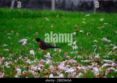 Ein Americna Robin auf einem Rasen mit Kirschblütenblättern, die vor ihm verstreut sind Stockfoto
