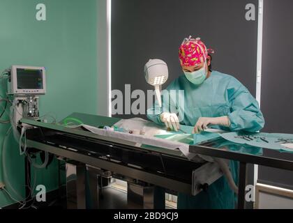 Echte Bauchoperation an einer Katze in einem Krankenhaus Stockfoto