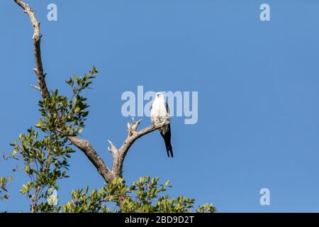 Weißer und grauer männlicher Schwalbenkite Elanoides forficatus percht an einem toten Baum in Sarasota, Florida Stockfoto