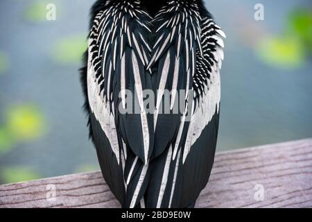 Anhinga Back und Lilly Pond im Hintergrund in Everglades Stockfoto