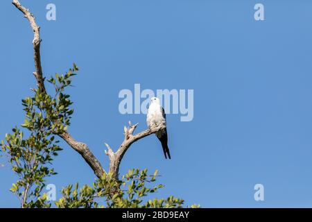 Weißer und grauer männlicher Schwalbenkite Elanoides forficatus percht an einem toten Baum in Sarasota, Florida Stockfoto