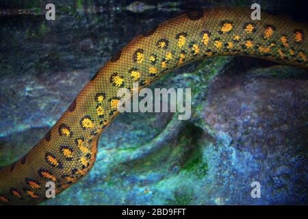 Typischer Python in der Höhle Stockfoto