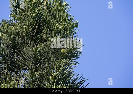 Kiefernbaumsektion der Norfolkinsel, einschließlich eines Saatkegels, gegen einen blauen Himmel. Stockfoto