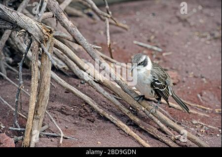 Der Galápagos-Mockingbird (Mimus parvulus) ist eine Vogelart in der Familie Mimidie Stockfoto