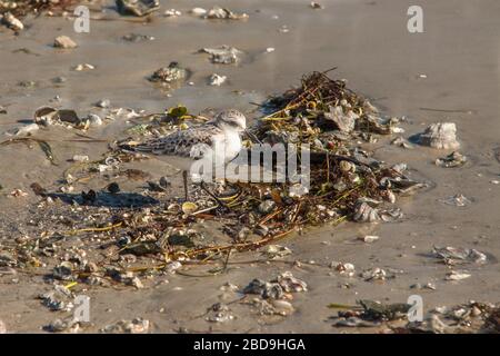 Sanderling mit Schwimmschwamm am Bunche Beach. Stockfoto