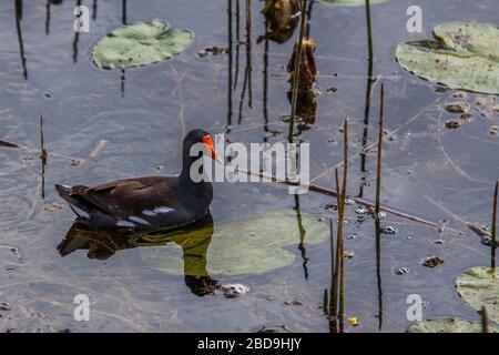 Gallinule. Stockfoto