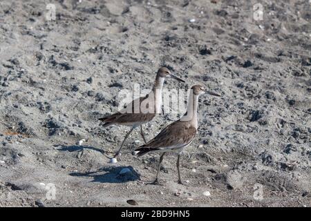 Ein Paar von willets, die an einem Strand spazieren. Stockfoto