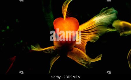 Wunderschöne Goldfische im Aquarium Stockfoto