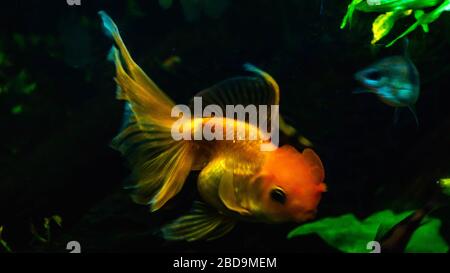 Wunderschöne Goldfische im Aquarium Stockfoto