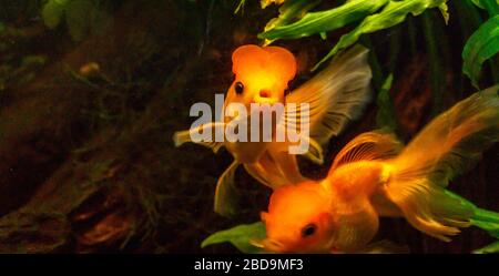 Wunderschöne Goldfische im Aquarium Stockfoto