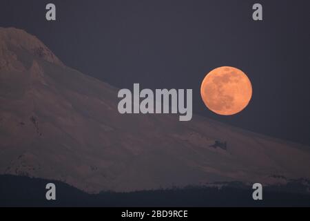 Sandy, USA. April 2020. Der größte Supermond des Jahres ragt am 7. April 2020 von Sandy, Ore., über Mount Hood auf. (Foto von Alex Milan Tracy/Sipa USA) Credit: SIPA USA/Alamy Live News Stockfoto