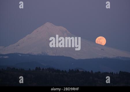 Sandy, USA. April 2020. Der größte Supermond des Jahres ragt am 7. April 2020 von Sandy, Ore., über Mount Hood auf. (Foto von Alex Milan Tracy/Sipa USA) Credit: SIPA USA/Alamy Live News Stockfoto