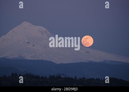 Sandy, USA. April 2020. Der größte Supermond des Jahres ragt am 7. April 2020 von Sandy, Ore., über Mount Hood auf. (Foto von Alex Milan Tracy/Sipa USA) Credit: SIPA USA/Alamy Live News Stockfoto