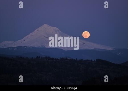 Sandy, USA. April 2020. Der größte Supermond des Jahres ragt am 7. April 2020 von Sandy, Ore., über Mount Hood auf. (Foto von Alex Milan Tracy/Sipa USA) Credit: SIPA USA/Alamy Live News Stockfoto