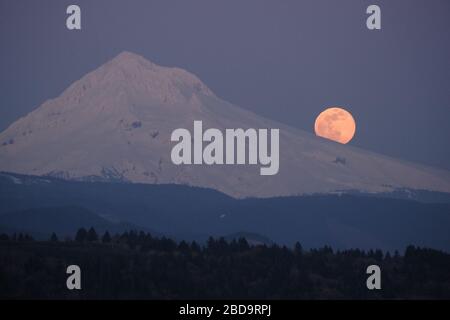 Sandy, USA. April 2020. Der größte Supermond des Jahres ragt am 7. April 2020 von Sandy, Ore., über Mount Hood auf. (Foto von Alex Milan Tracy/Sipa USA) Credit: SIPA USA/Alamy Live News Stockfoto