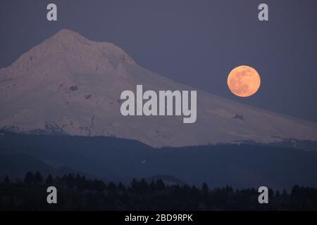 Sandy, USA. April 2020. Der größte Supermond des Jahres ragt am 7. April 2020 von Sandy, Ore., über Mount Hood auf. (Foto von Alex Milan Tracy/Sipa USA) Credit: SIPA USA/Alamy Live News Stockfoto