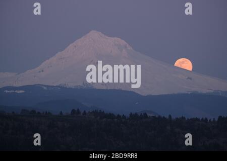 Sandy, USA. April 2020. Der größte Supermond des Jahres ragt am 7. April 2020 von Sandy, Ore., über Mount Hood auf. (Foto von Alex Milan Tracy/Sipa USA) Credit: SIPA USA/Alamy Live News Stockfoto