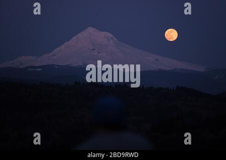 Sandy, USA. April 2020. Der größte Supermond des Jahres ragt am 7. April 2020 von Sandy, Ore., über Mount Hood auf. (Foto von Alex Milan Tracy/Sipa USA) Credit: SIPA USA/Alamy Live News Stockfoto