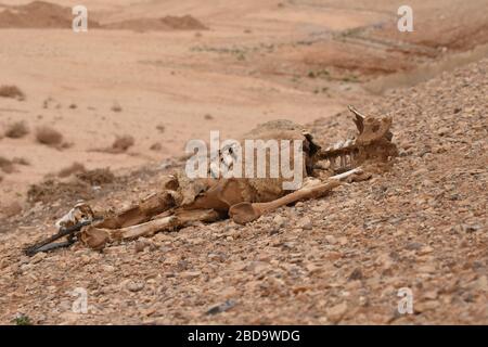 Ein totes Kamel in der Wüste am Rande einer Straße in Jordanien. Opfer von Autokollision oder Krankheit. Stockfoto