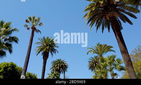 Die Palmen von Beverly Hills - Reisefotografie Stockfoto