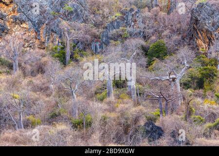 Baobab-Baumwald Antsiranana - Bucht von Diego Suarez, Madagaskar. Natur pur in der Wildnis. Afrika Stockfoto