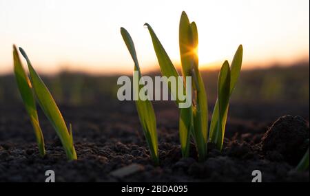 Blätter von junger Gerste vor dem Hintergrund von brillantem, hellem Sonnenlicht, Tau Tropfen auf Sprossen von gesprossenem Getreide. Stockfoto