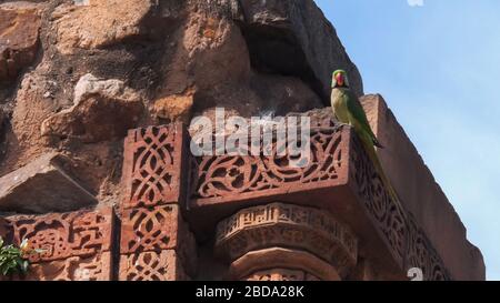 Ein Ringhalspapagei auf den minarruinen von qutub in delhi Stockfoto