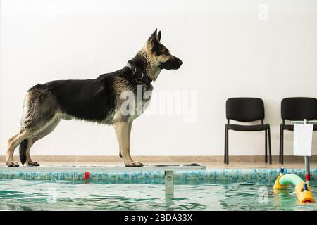 Der Hund steht und springt mit einem Spielzeug im Pool Stockfoto