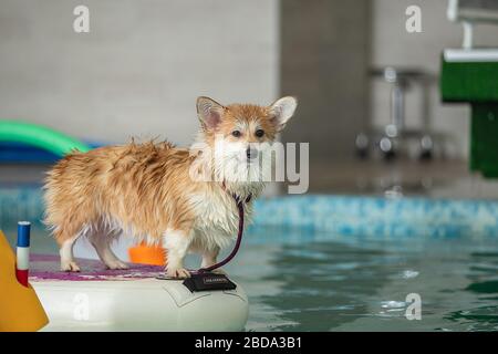 Der Hund steht und springt mit einem Spielzeug im Pool Stockfoto