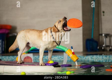 Der Hund steht und springt mit einem Spielzeug im Pool Stockfoto