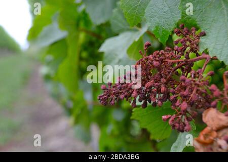 Verwelkte, tote Pinot noir rote Trauben auf der Rebe eines australischen Weinbergs nach der Lese Stockfoto