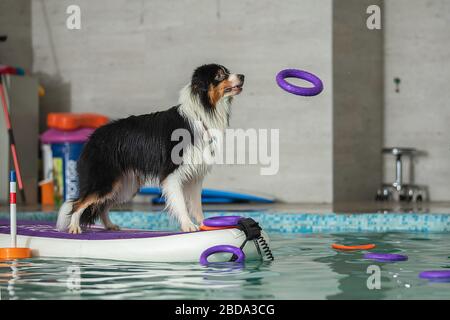 Der Hund steht und springt mit einem Spielzeug im Pool Stockfoto