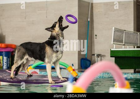 Der Hund steht und springt mit einem Spielzeug im Pool Stockfoto