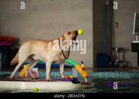 Der Hund steht und springt mit einem Spielzeug im Pool Stockfoto