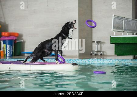 Der Hund steht und springt mit einem Spielzeug im Pool Stockfoto