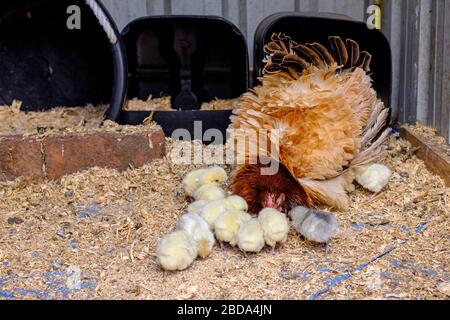 Frizzle Henne und Küken (Gallus gallus domestcus) in Henne beherbergen diese Hinterhofhennen, gekräuselte oder gefräuselte Gefiedere, häufig machen Broody gute Mütter Stockfoto