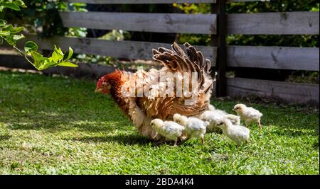 Frizzle Henne und Küken (Gallus gallus domestcus) in diesen Hinterhofhennen, haben gekräuseltes oder fritztes Gefieders, häufig brüten sie gute Mütter Stockfoto