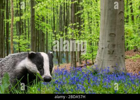 Europäischer Dachs (Meles meles), der im Frühjahr im Buchenwald mit Bleugeln (Endymion nonscriptus) in Blüte formiert. Digitale Verbundwerkstoffe Stockfoto