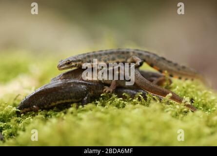 Eine Gruppe von gewöhnlicher Newts, Triturus vulgaris, auch bekannt als glatter Newt auf Moos im Frühling. Sie sind gerade aus dem Winterschlaf. Stockfoto