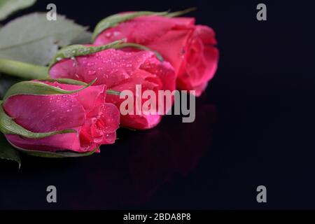 Rote Rosen mit Tau-Tropfen auf schwarzem Hintergrund Stockfoto