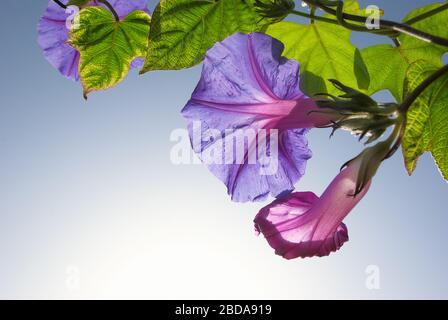 Nahaufnahme Blume des Feldes Bindweed natürlichen Rahmen in Hintergrundbeleuchtung Stockfoto