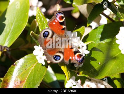 Tagpfauenauge Stockfoto
