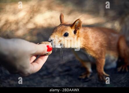 Junge Frau in der Fütterung Eichhörnchen in einem Pinienwald Stockfoto