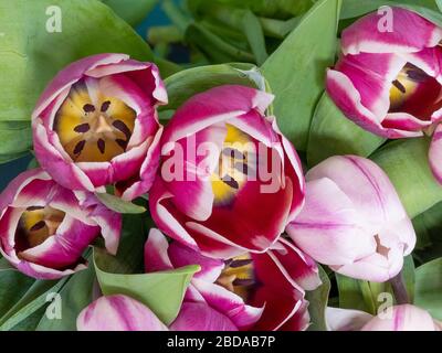 Frisch rosa und rote Tulpenblumen Blumenstrauß auf einem Tisch vor der grünen Wand. Stockfoto