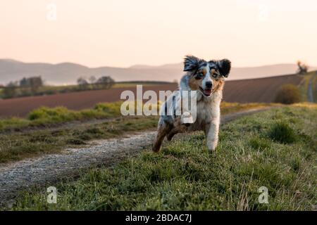Wunderschöner junger australischer Hirte, der auf einem Offroad springt Stockfoto