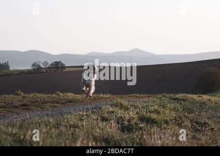 Wunderschöner junger australischer Hirte, der alleine spazieren geht Stockfoto