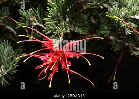 Grevillea Pinaster mit roten und gelben Spinnenblumen im Südwesten Westaustraliens vor schwarzem Hintergrund Stockfoto